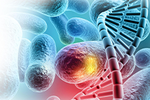Genetic correlations between Alzheimer's disease and gut microbiome genera